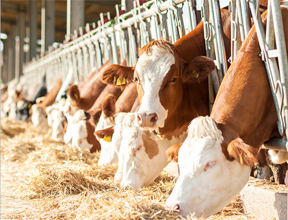 17小型挖掘机适用范围广