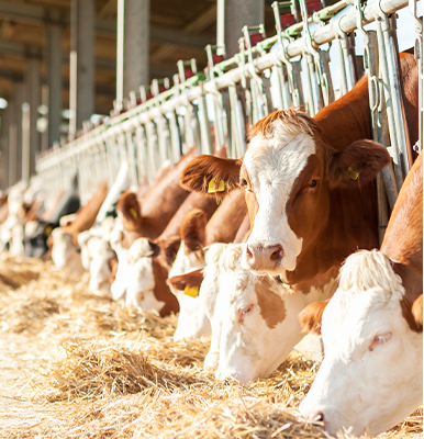 09小型挖掘机养殖场清理