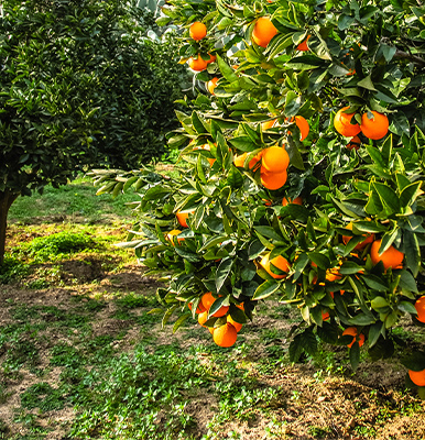 09小型挖掘机果园挖沟施肥