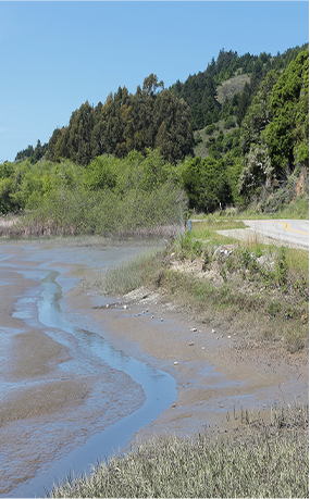 防爆柴油机履带式搬运车沼泽湿地