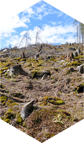 铣挖一体机 树根铣削